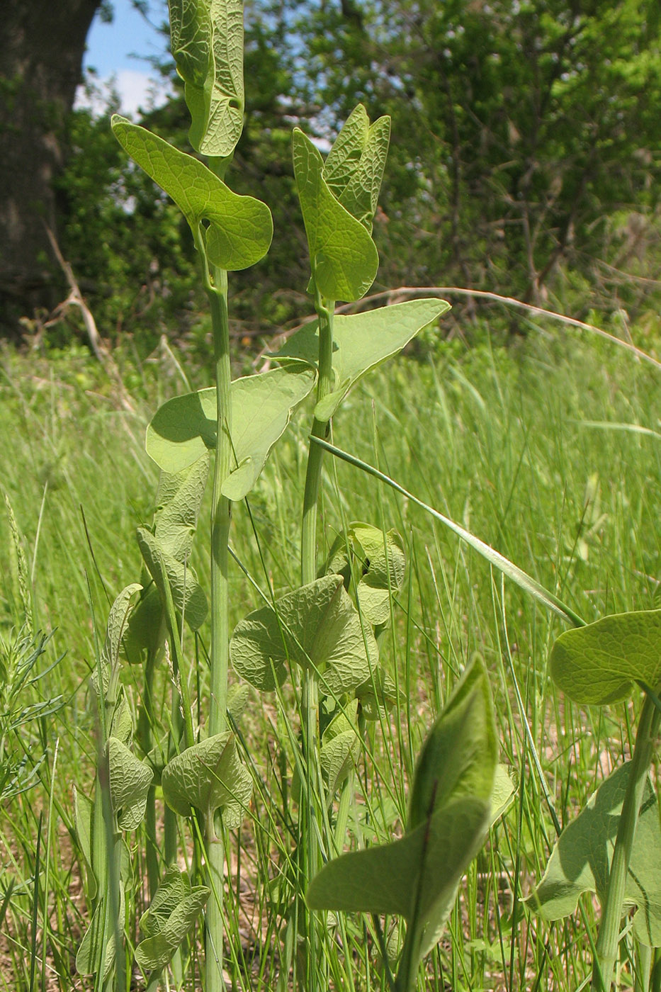 Image of Aristolochia clematitis specimen.