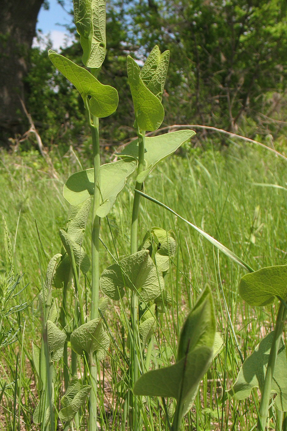 Изображение особи Aristolochia clematitis.