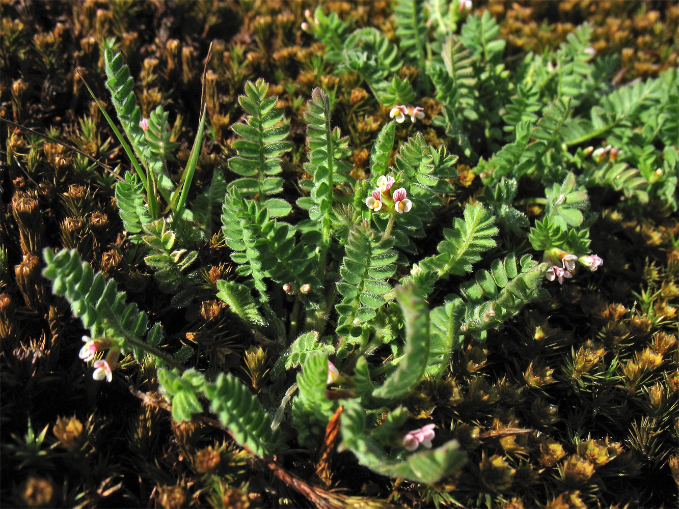 Image of Ornithopus perpusillus specimen.