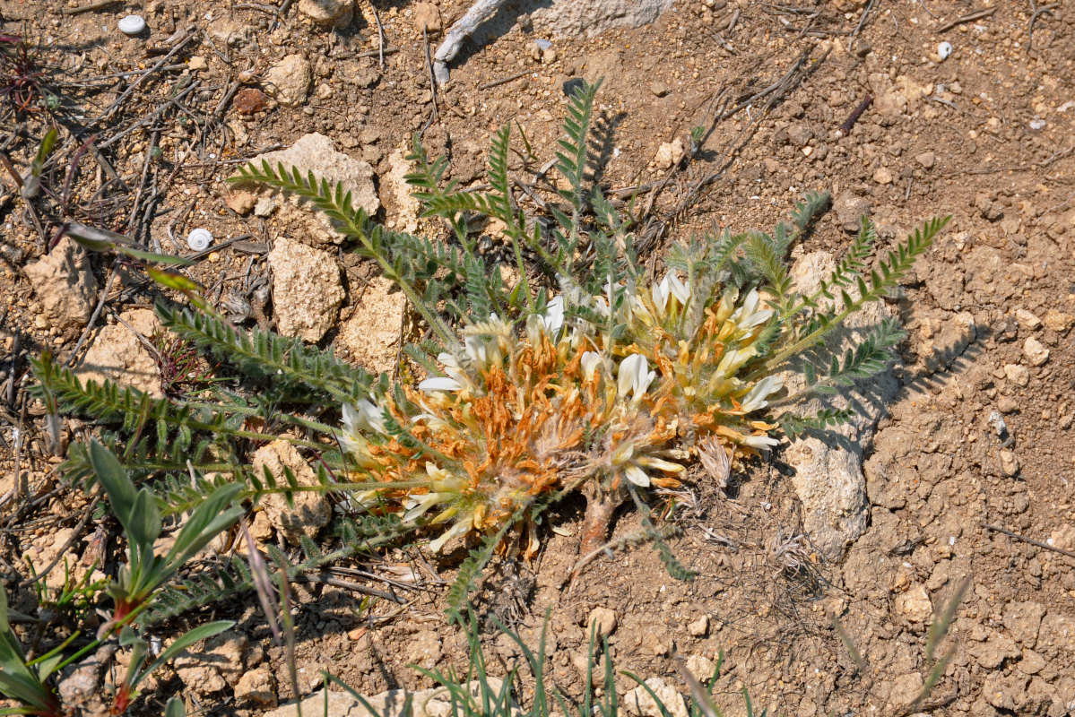 Image of Astragalus rupifragus specimen.