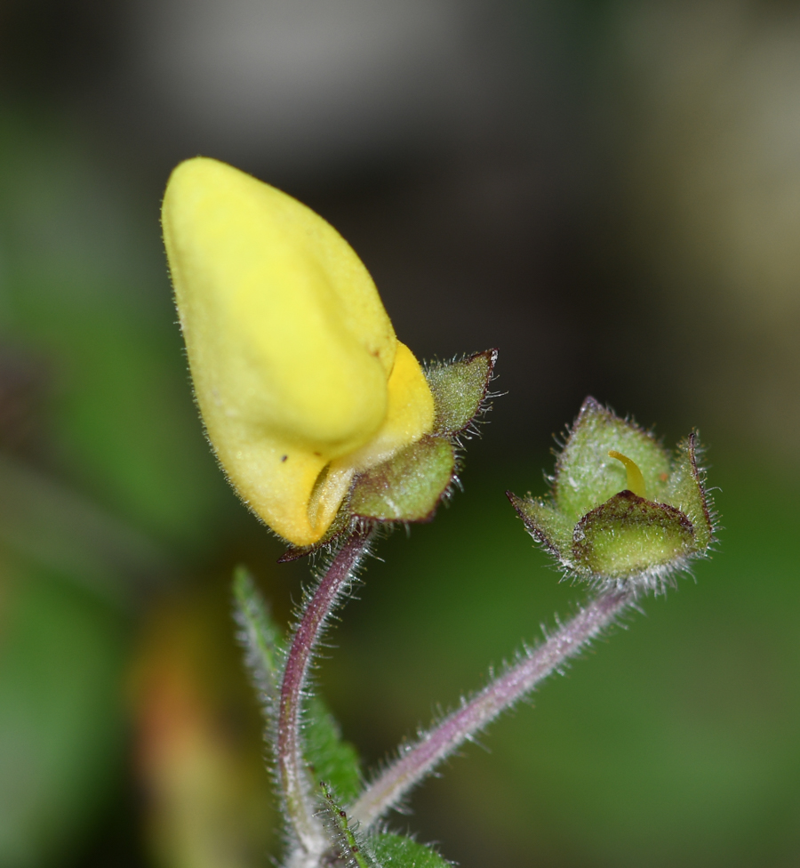 Изображение особи род Calceolaria.