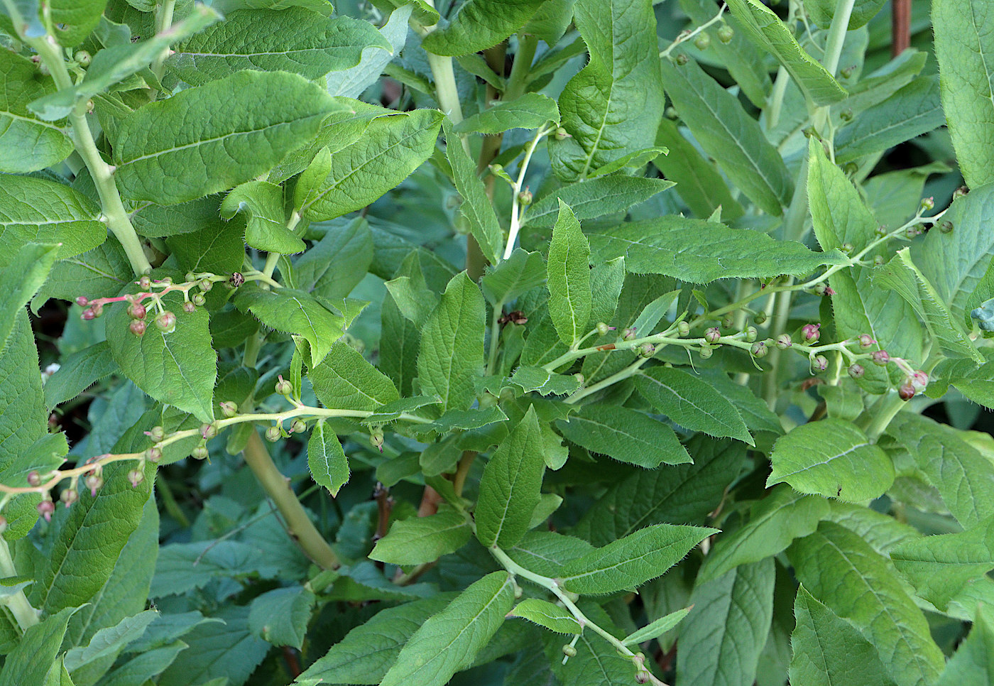 Image of Eubotryoides grayana specimen.