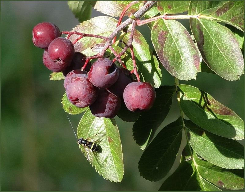 Изображение особи × Crataegosorbus miczurinii.