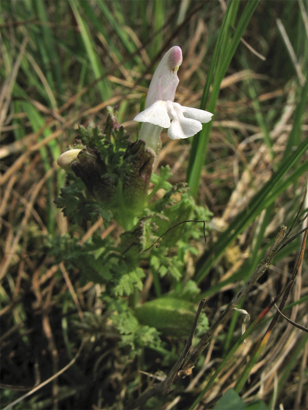 Image of Pedicularis sylvatica specimen.