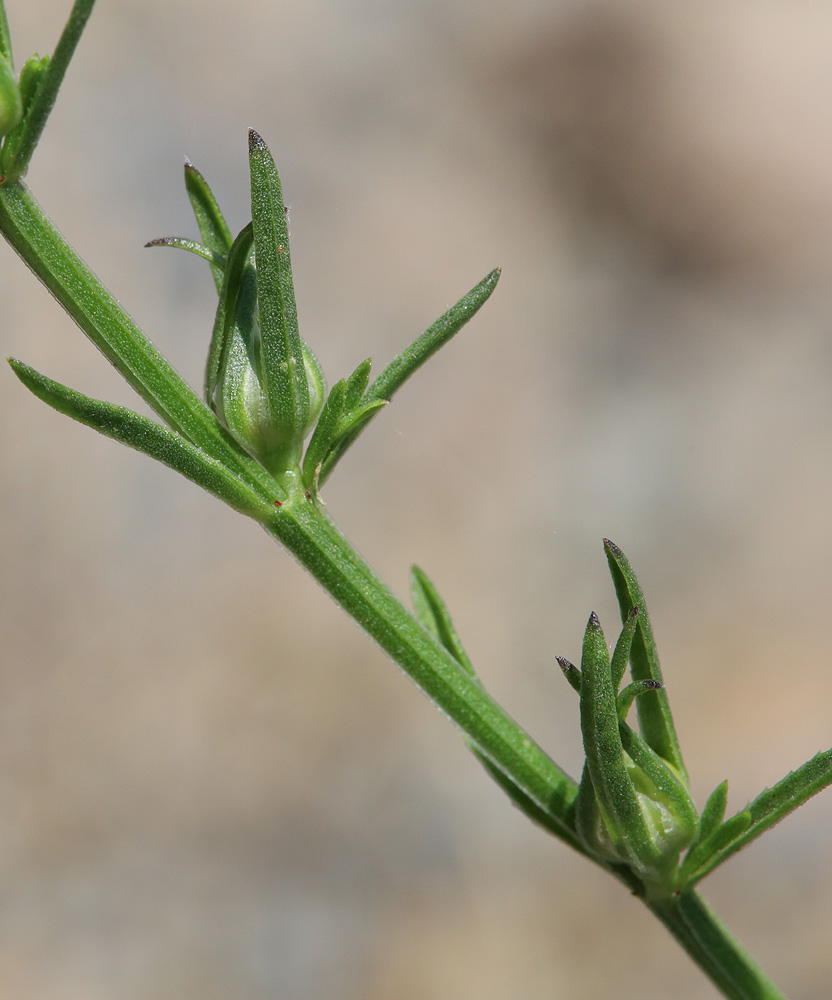 Изображение особи Linum nodiflorum.