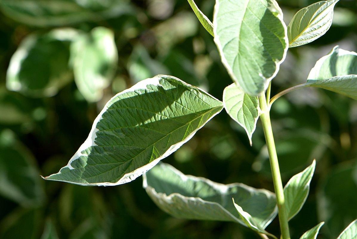 Image of Swida alba var. argenteomarginata specimen.