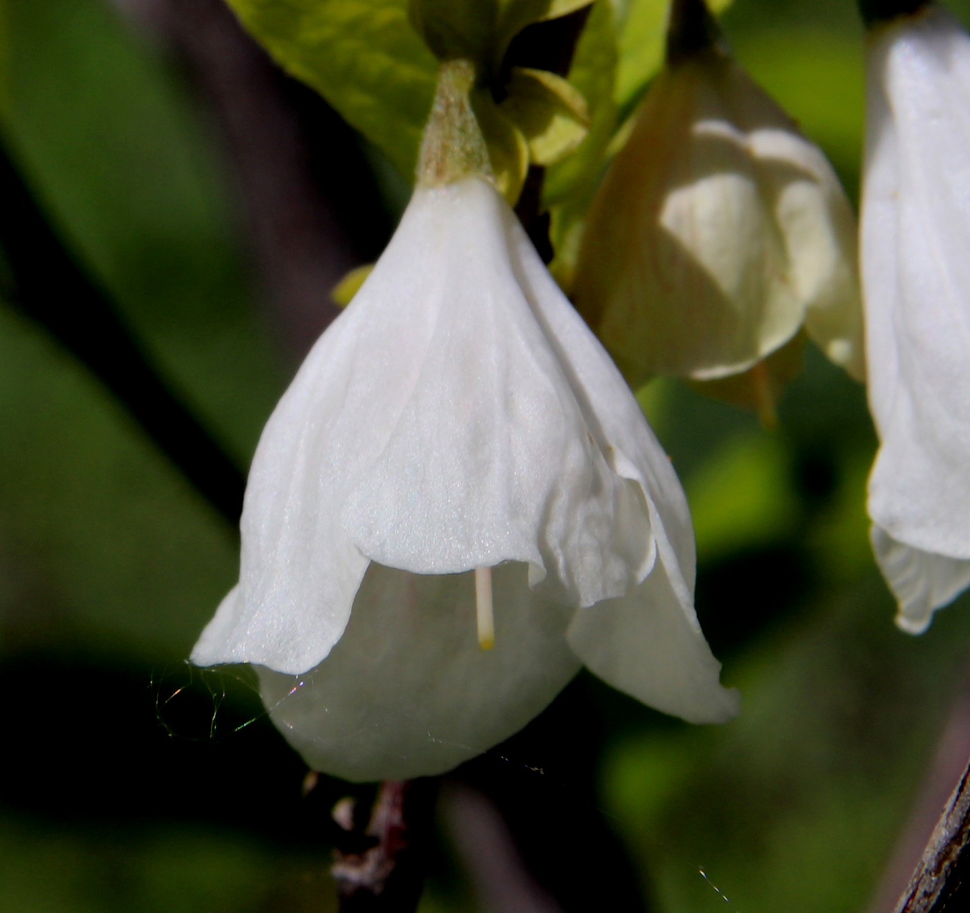 Image of Halesia carolina specimen.
