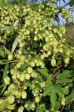 Humulus lupulus