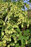 Humulus lupulus. Побеги с соплодиями. Республика Татарстан, окр. г. Набережные Челны, Белоусская часть НП «Нижняя Кама» (Челнинское лесничество), близ с/о «Прибрежный», у тростниковых зарослей близ р. Кама. 16.08.2021.