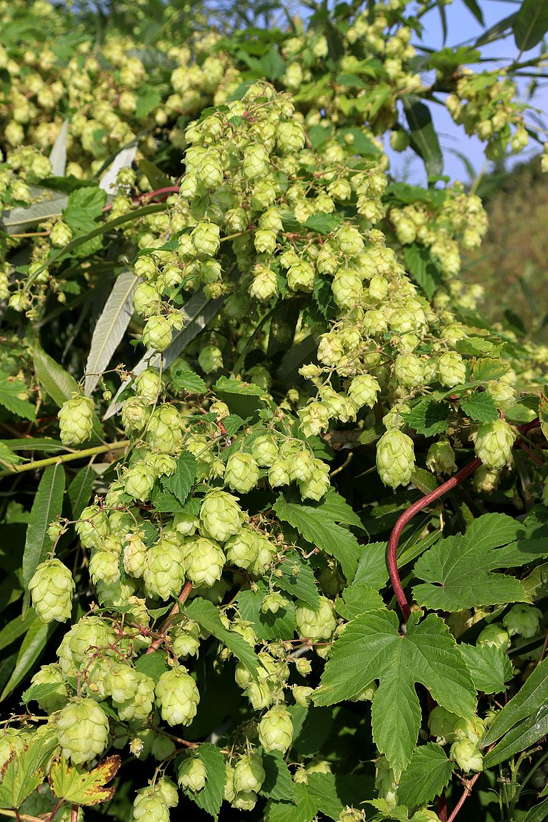 Image of Humulus lupulus specimen.