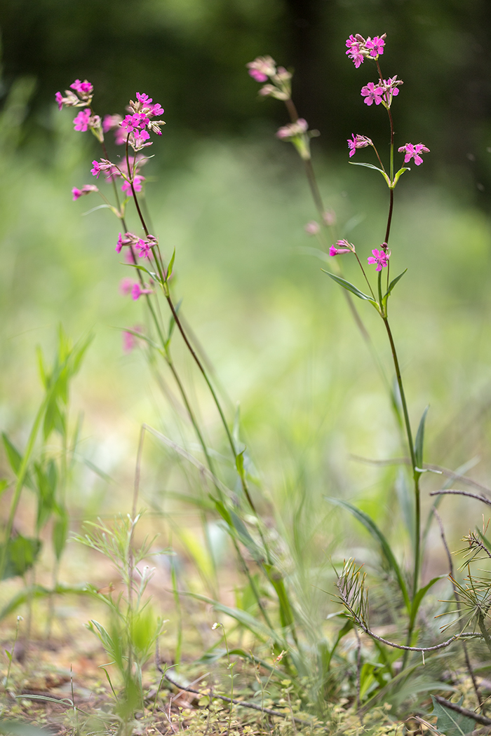 Изображение особи Viscaria vulgaris.