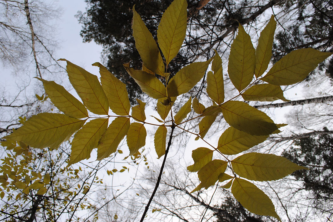 Изображение особи Fraxinus pennsylvanica.