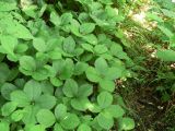 Chloranthus quadrifolius