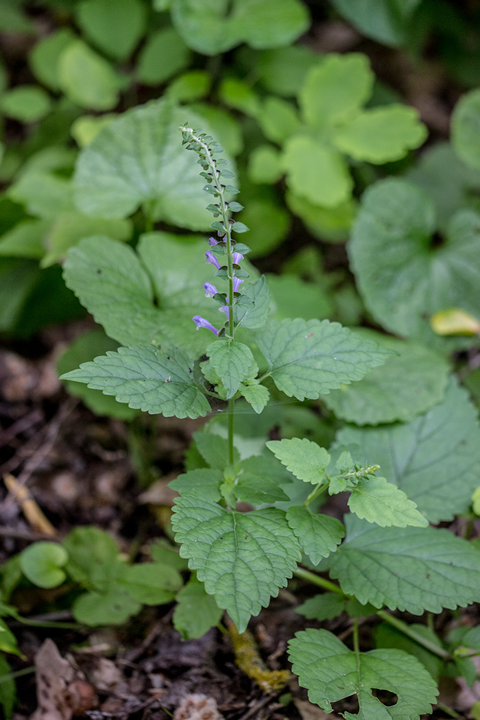 Image of Scutellaria altissima specimen.