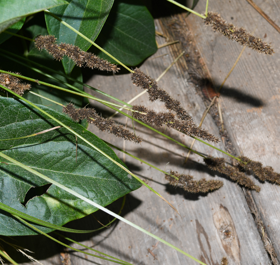 Image of Carex vulpinoidea specimen.