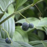 Polygonatum hirtum