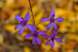 Delphinium consolida