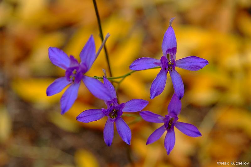 Изображение особи Delphinium consolida.