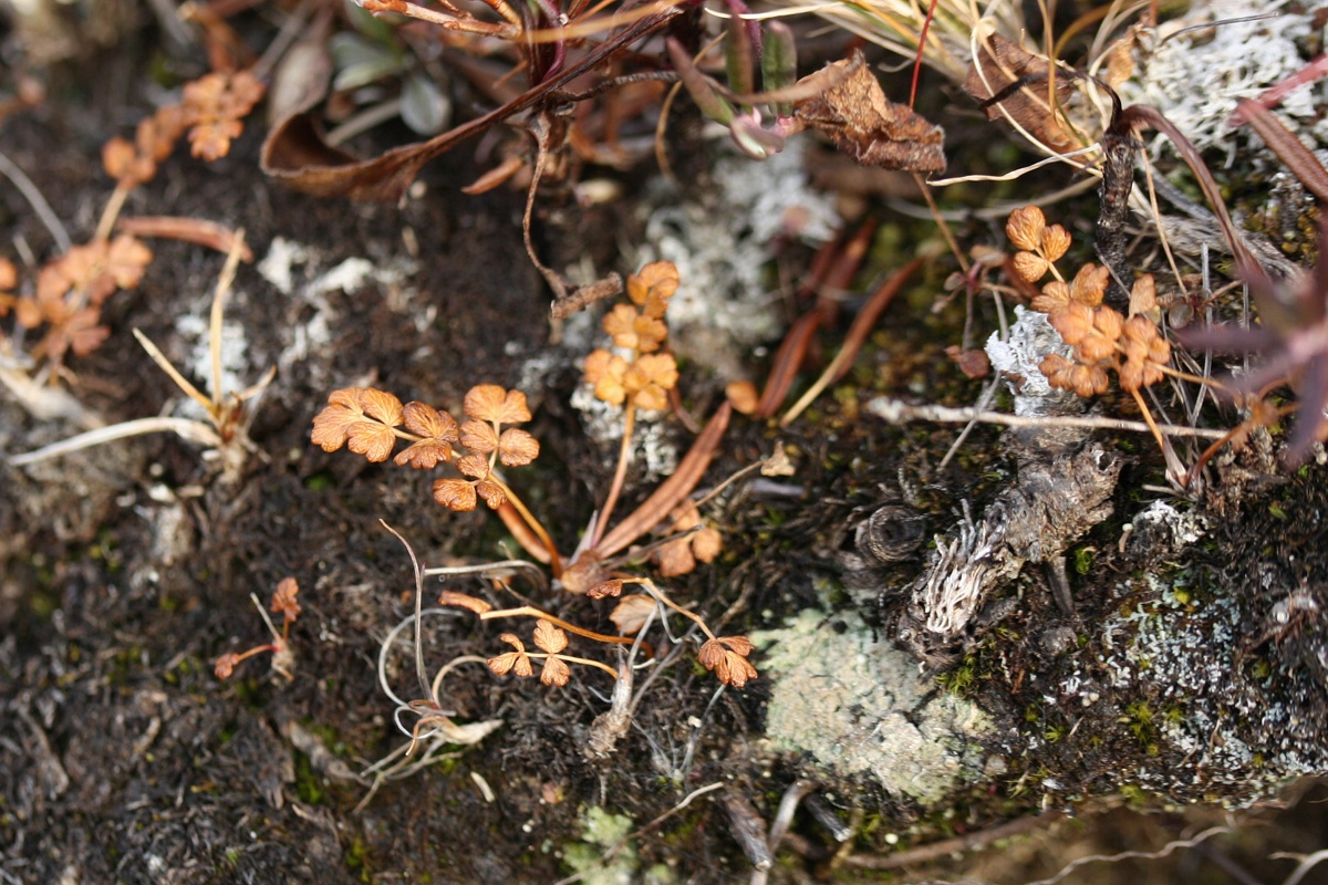 Image of Thalictrum alpinum specimen.