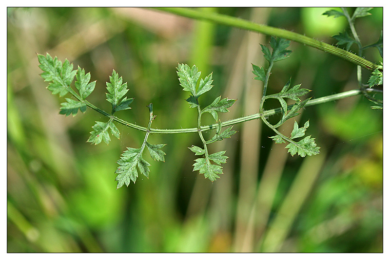 Изображение особи Daucus carota.