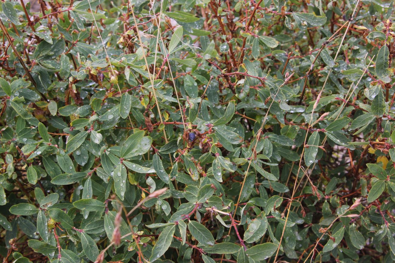 Image of Lonicera altaica specimen.