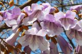 Paulownia tomentosa