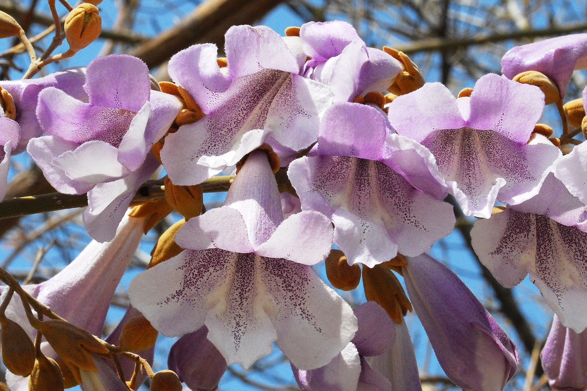 Изображение особи Paulownia tomentosa.