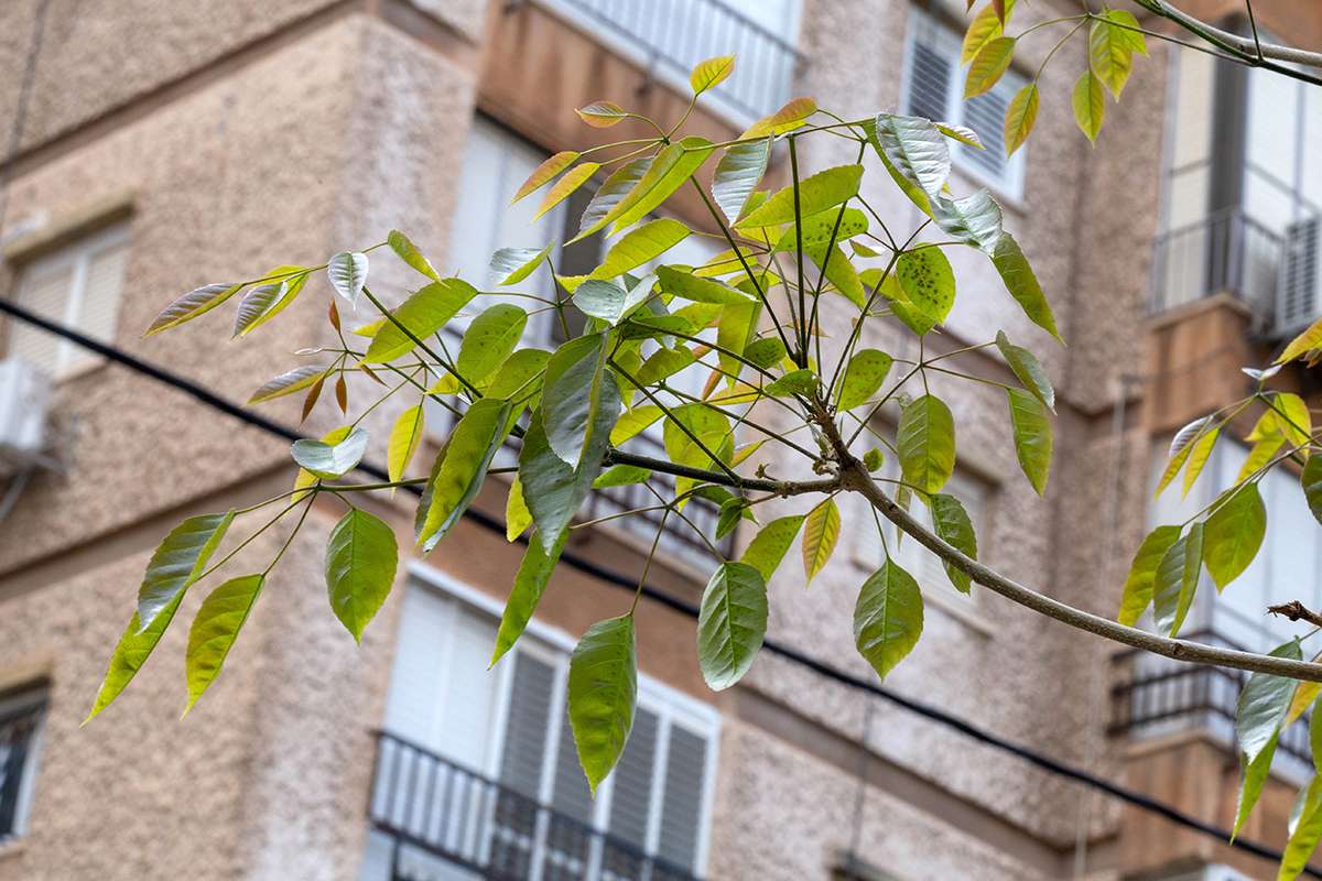 Изображение особи Tabebuia impetiginosa.