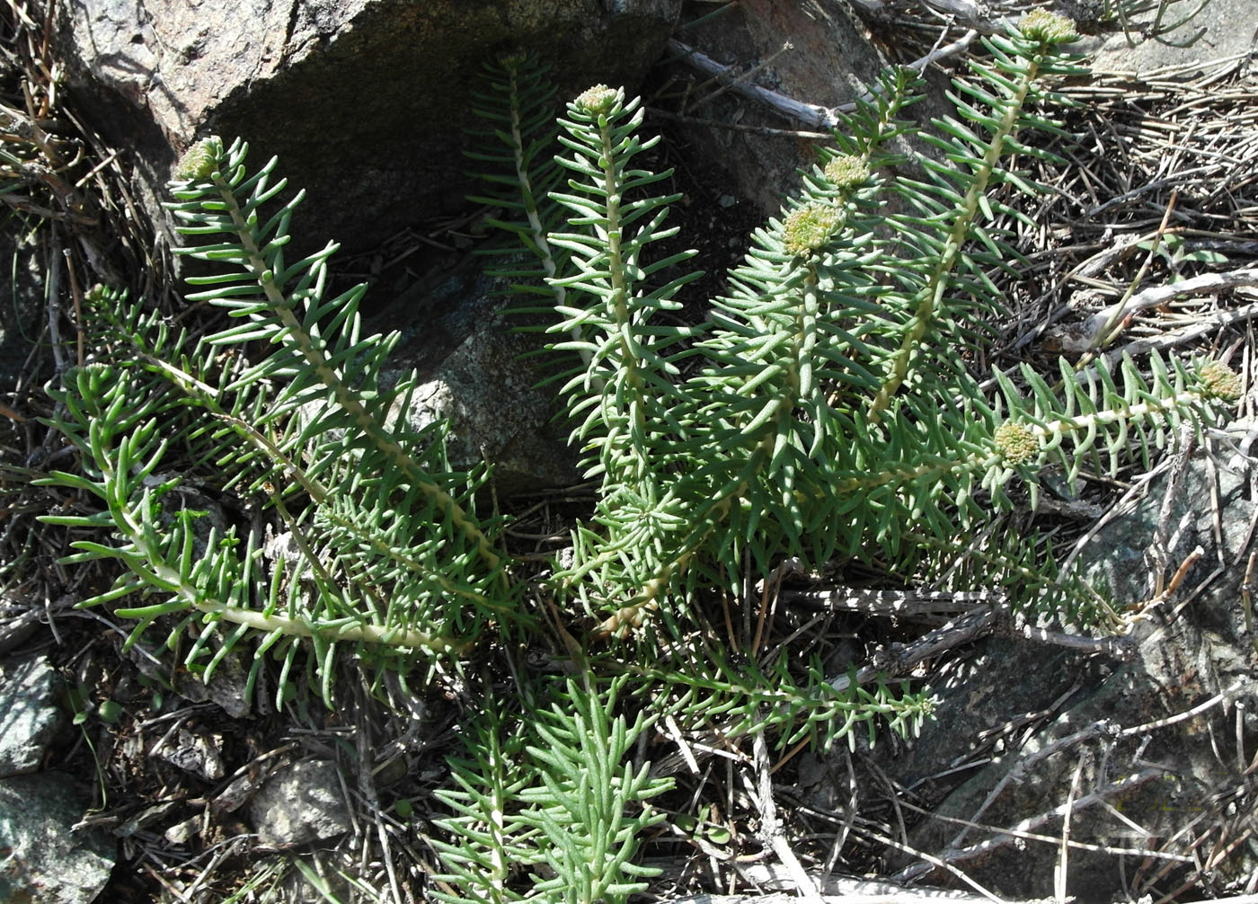 Изображение особи Pseudosedum lievenii.