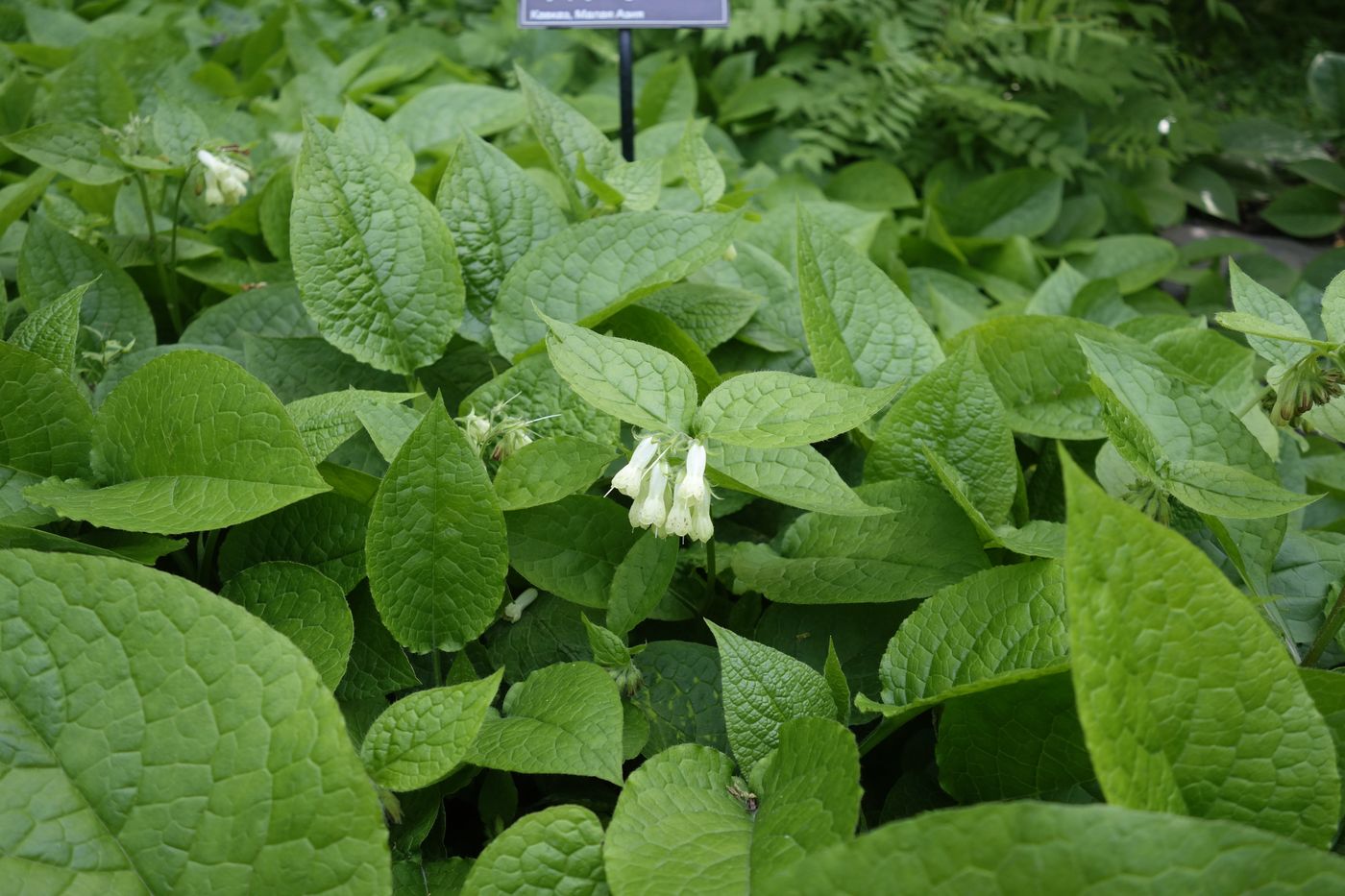 Image of Symphytum grandiflorum specimen.