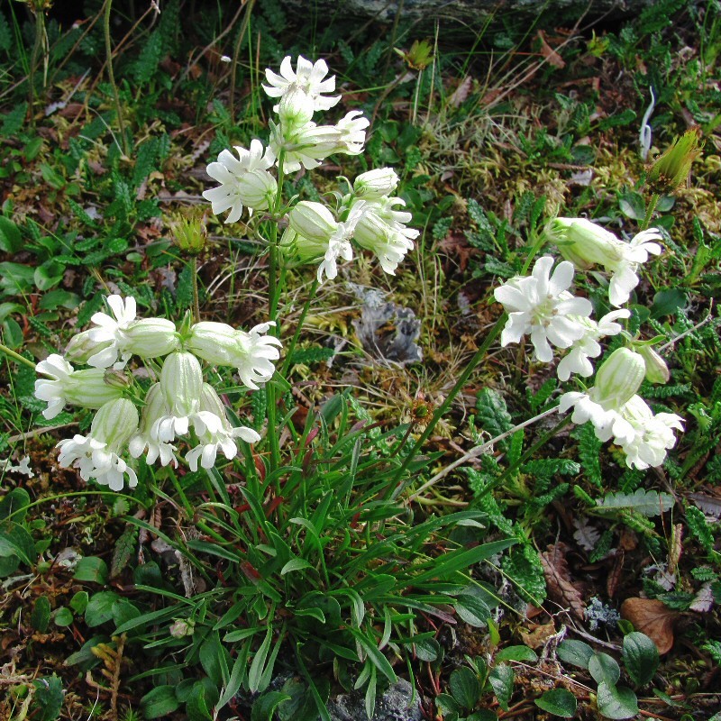 Изображение особи Silene paucifolia.