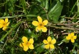 Caltha palustris. Цветки. Калужская обл., Боровский р-н, окр. ручья Межиха рядом с истоком, травяное болото. 7 июня 2022 г.