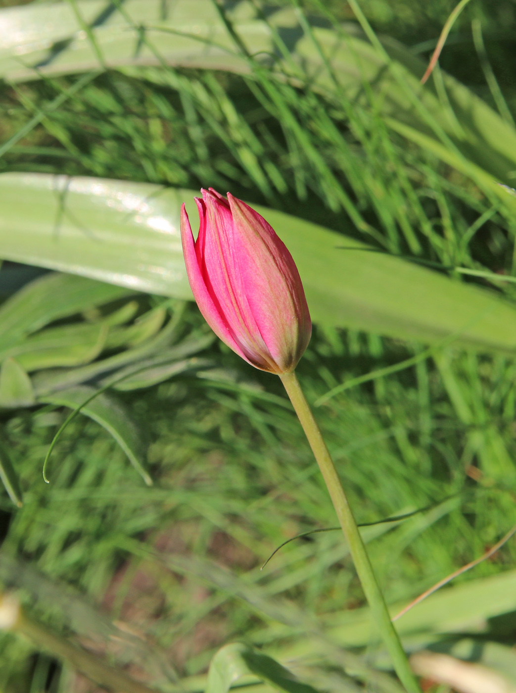 Image of Tulipa humilis specimen.