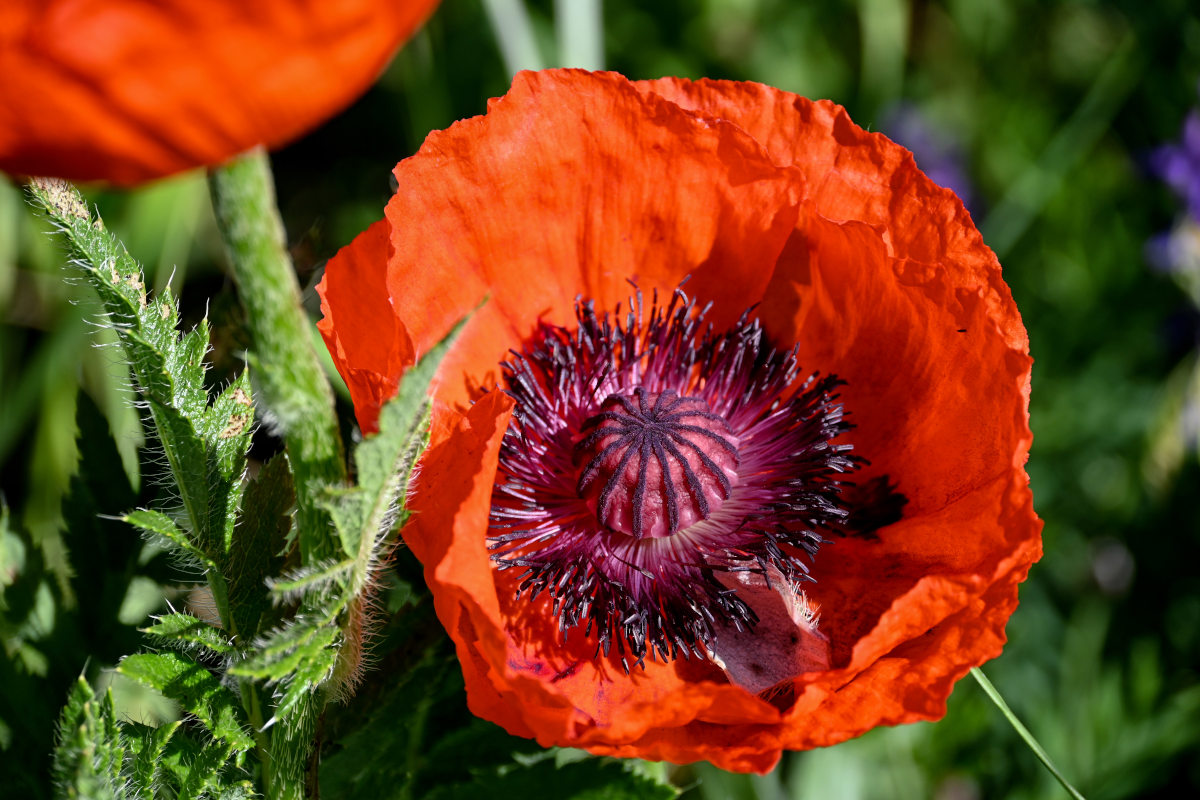 Изображение особи Papaver orientale.