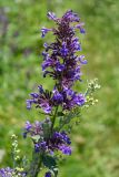 Nepeta grandiflora. Верхушка цветущего растения. Республика Дагестан, Ахтынский р-н, с. Гдым, пойма р. Гдымчай. 16.07.2022.