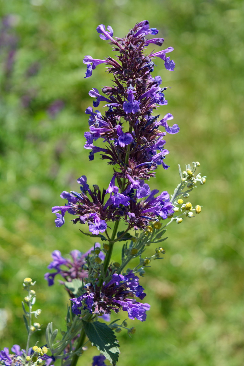 Изображение особи Nepeta grandiflora.