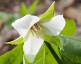 Trillium flexipes