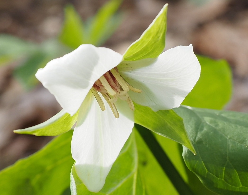 Изображение особи Trillium flexipes.