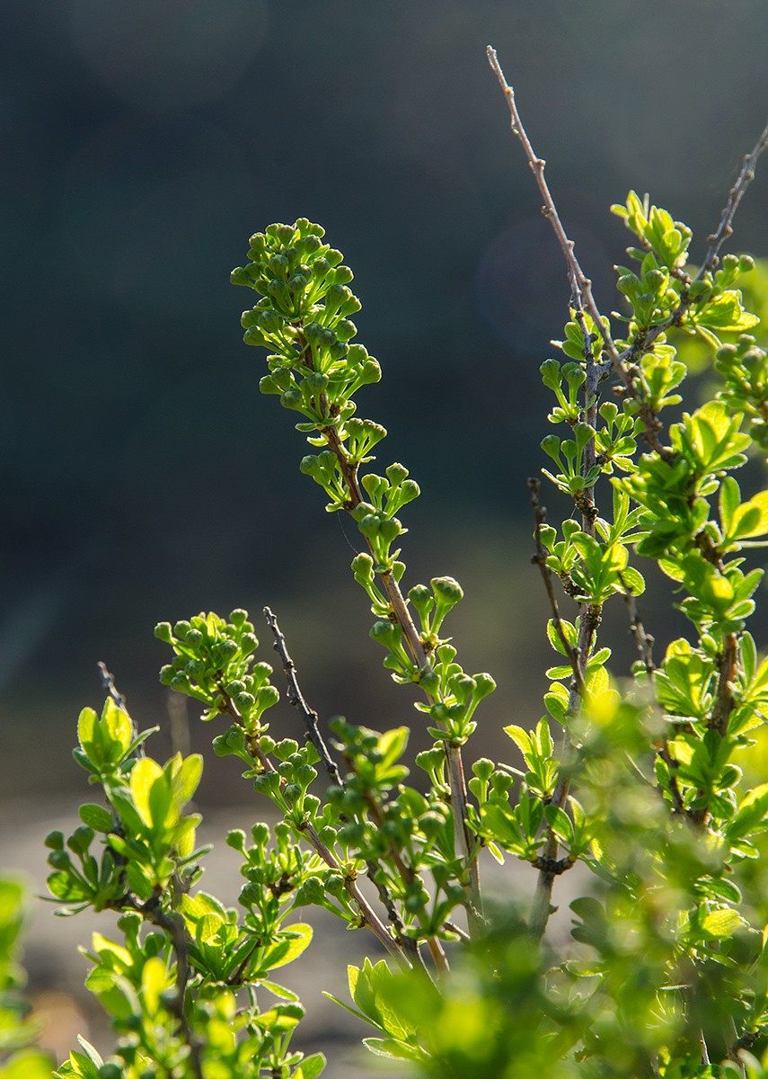 Image of genus Spiraea specimen.