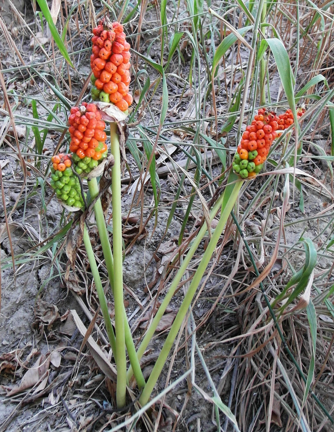 Image of genus Arum specimen.