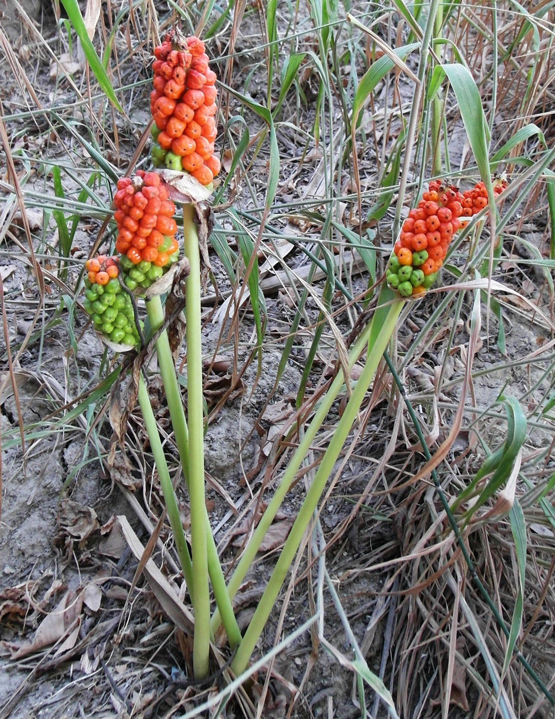 Image of genus Arum specimen.