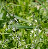 Linaria chalepensis. Верхушки цветущих растений. Израиль, Нижняя Галилея, г. Верхний Назарет, пустырь. 27.03.2022.