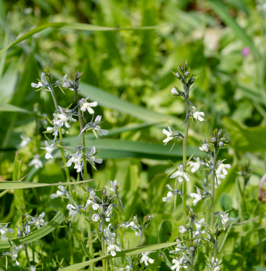 Изображение особи Linaria chalepensis.