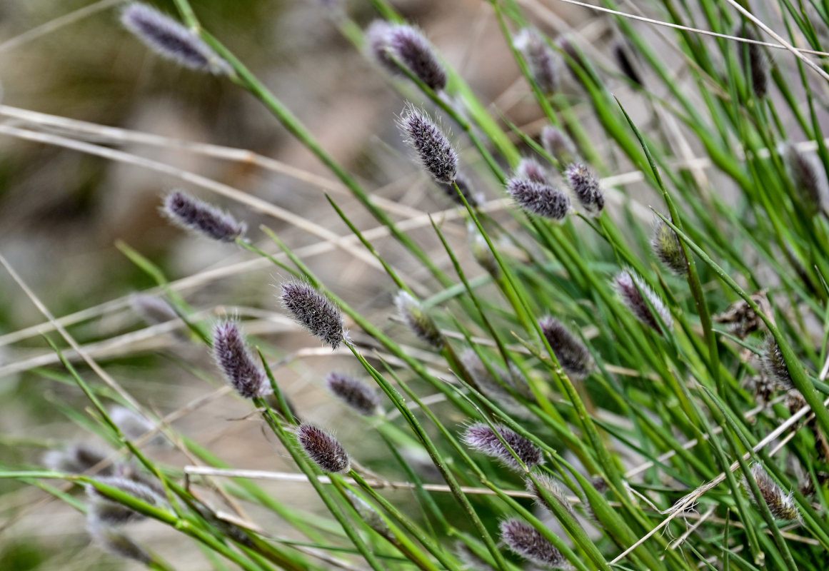 Image of genus Alopecurus specimen.