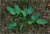 Rumex acetosa