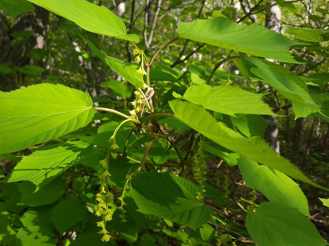 Image of Acer tegmentosum specimen.