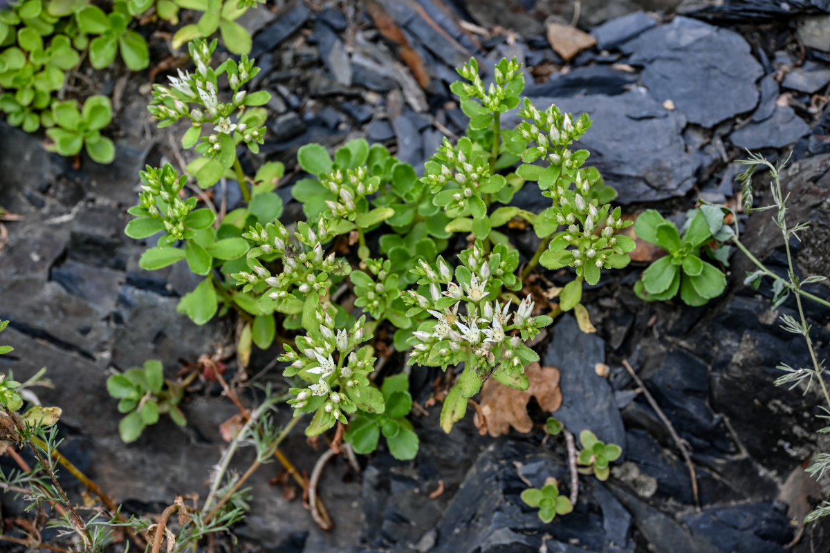 Image of Sedum oppositifolium specimen.