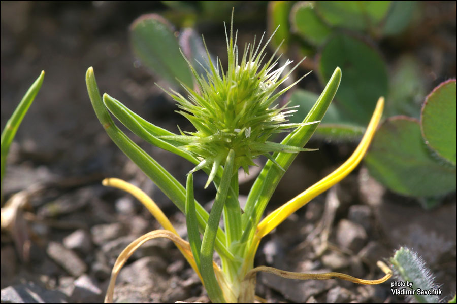 Изображение особи Echinaria capitata.