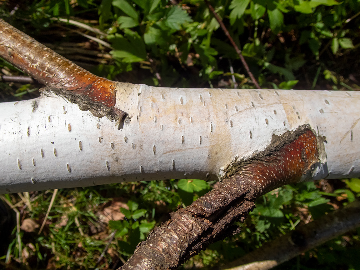 Изображение особи Betula pendula.