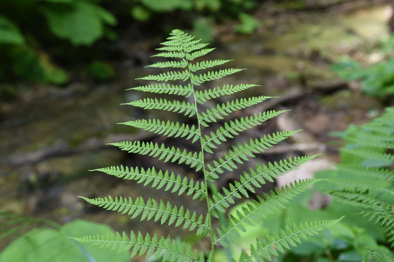 Image of Athyrium filix-femina specimen.